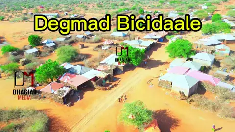 halkani waa Bicidaale wali miyaad tagtay 