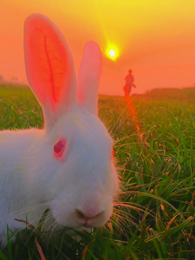 মাশাল্লাহ,অনেক সুন্দর খরগোশটা,,,,,!! 🐇🐰😊#nature #natural #nature4cx #খরগোশ 