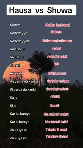 Hausa vs shuwa 