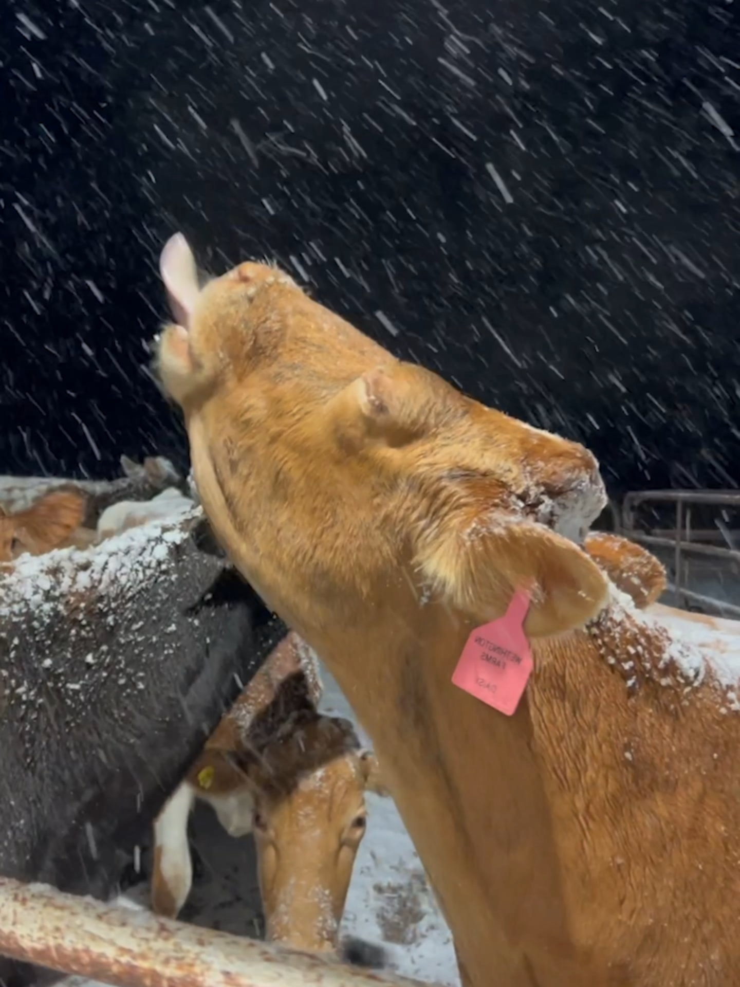 Dairy cows in Texas see snow for the first time ❄️🤩 Just like little kids, they stick their tongues out to catch the flakes. via Kenzi Wethington @therawmilkgirl