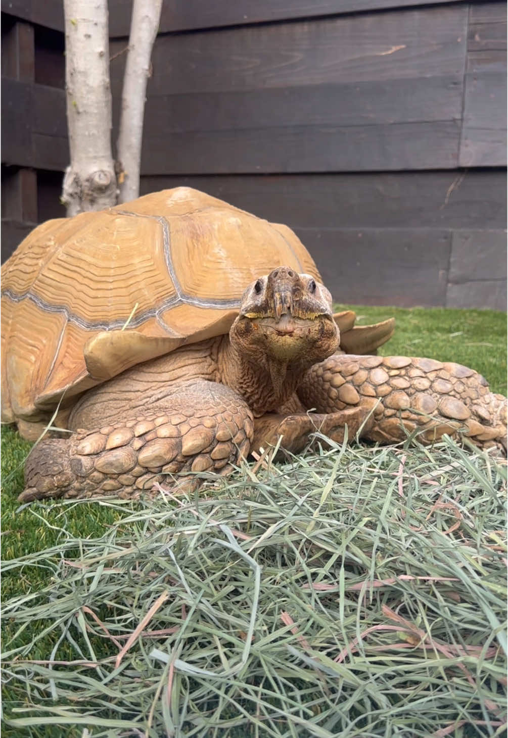 Reminding myself of the importance of a good enclosure 😅