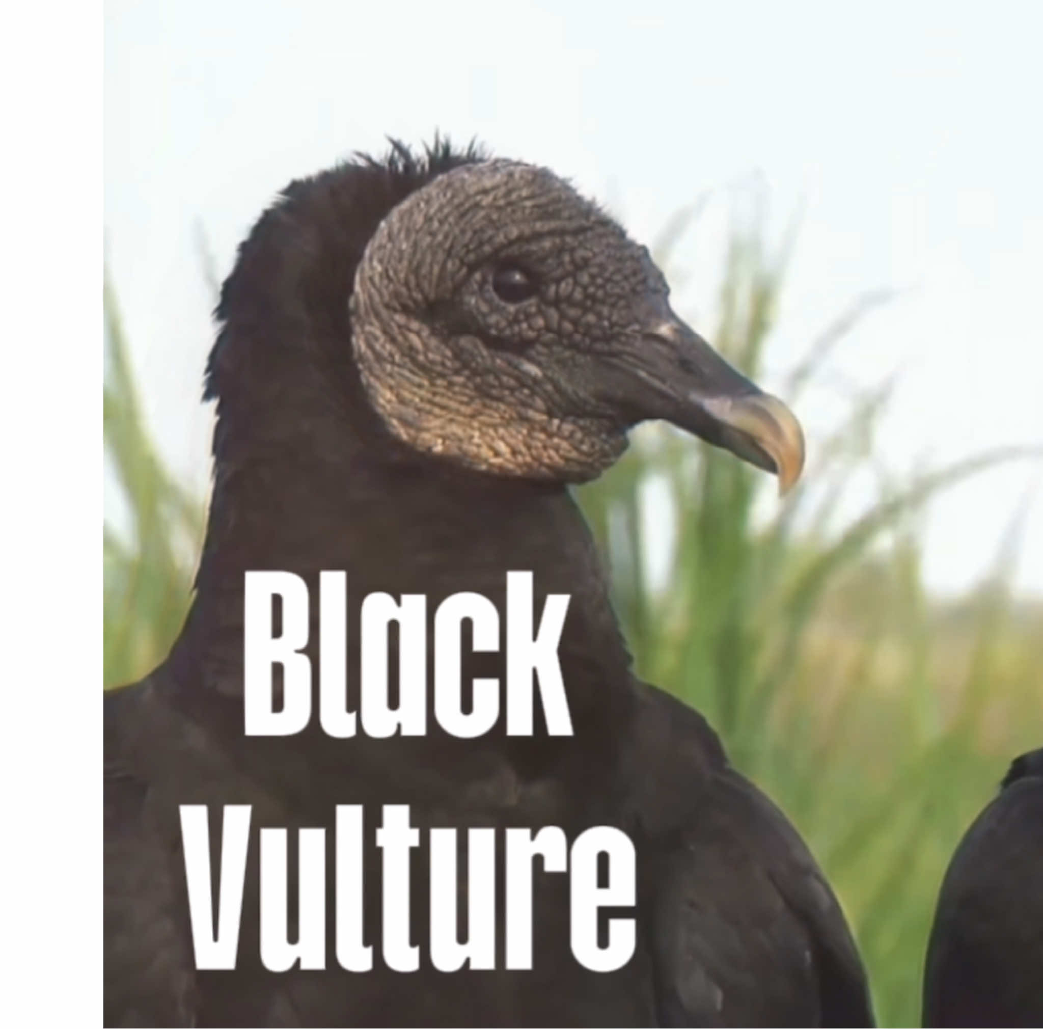 Was inspired by the big cat edit by @⋆.ೃ࿔*:･ so I made my own with vultures!! #protectwildlife #vultures #beardedvulture #turkeyvulture #griffonvulture #kingvulture #californiacondor #blackvulture #vultureedit #animalappreciation #capcut #fyp 