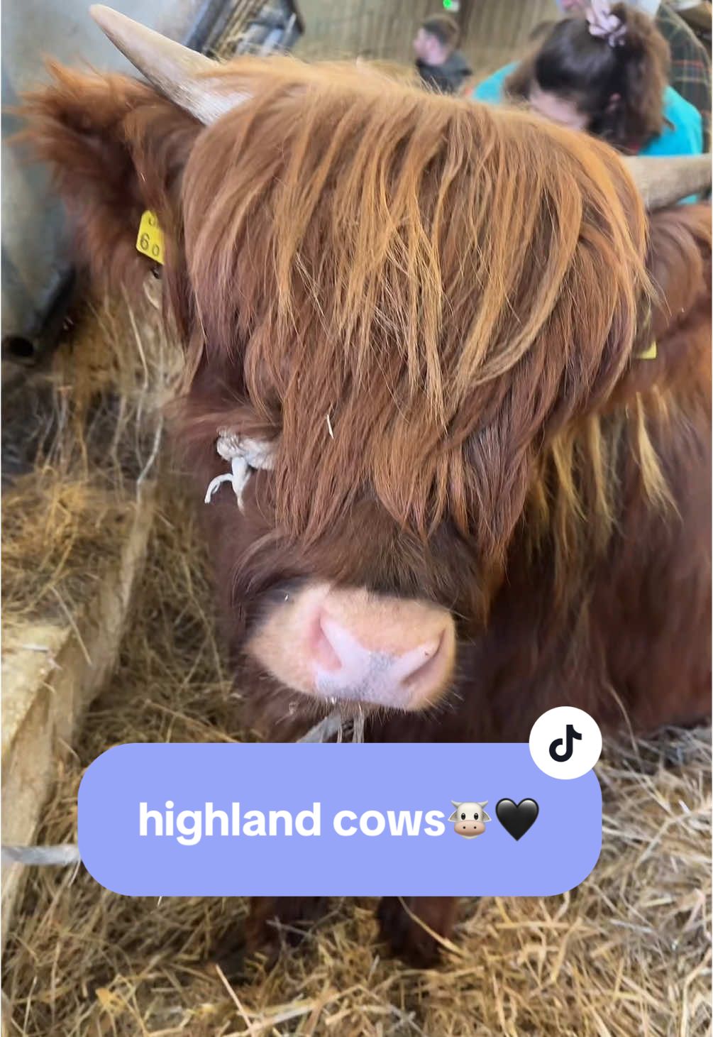 highland cows have my whole heart🐮🥰 #highlandcows Thank you @Peak Highland Cow Experiences for the most amazing day! 