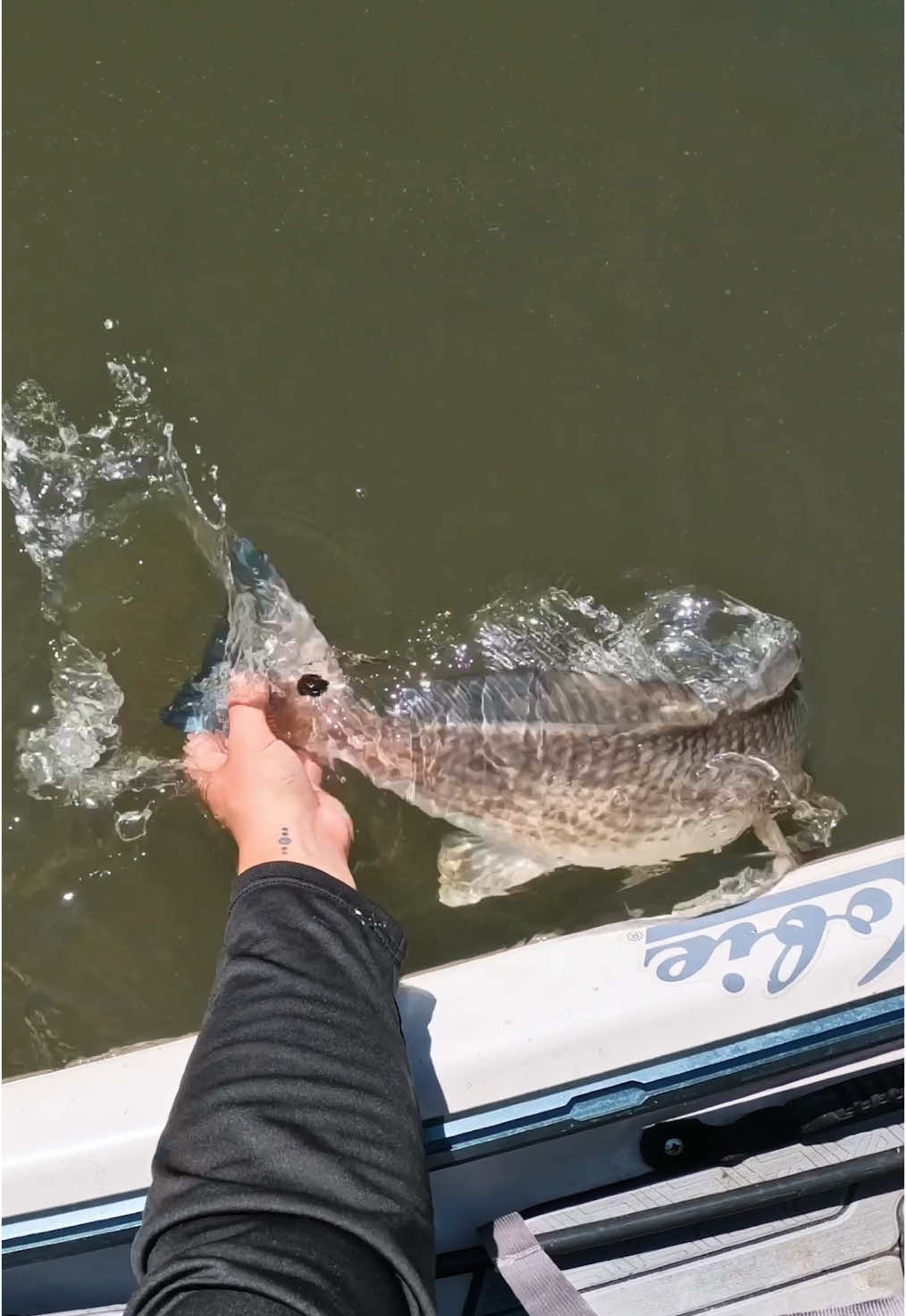From sight casting to bouncing bottom, the @Z-Man Fishing Products is one heck of a bait to feed redfish! #shrimp #redfish #fishinglure #inshorefishing #fishing