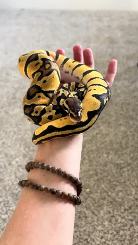 What color ball python do you have? Ziti is an orange dream pastel ❤️ #ballpython #reptile #ziti #snakes #petsnakes #classpet 