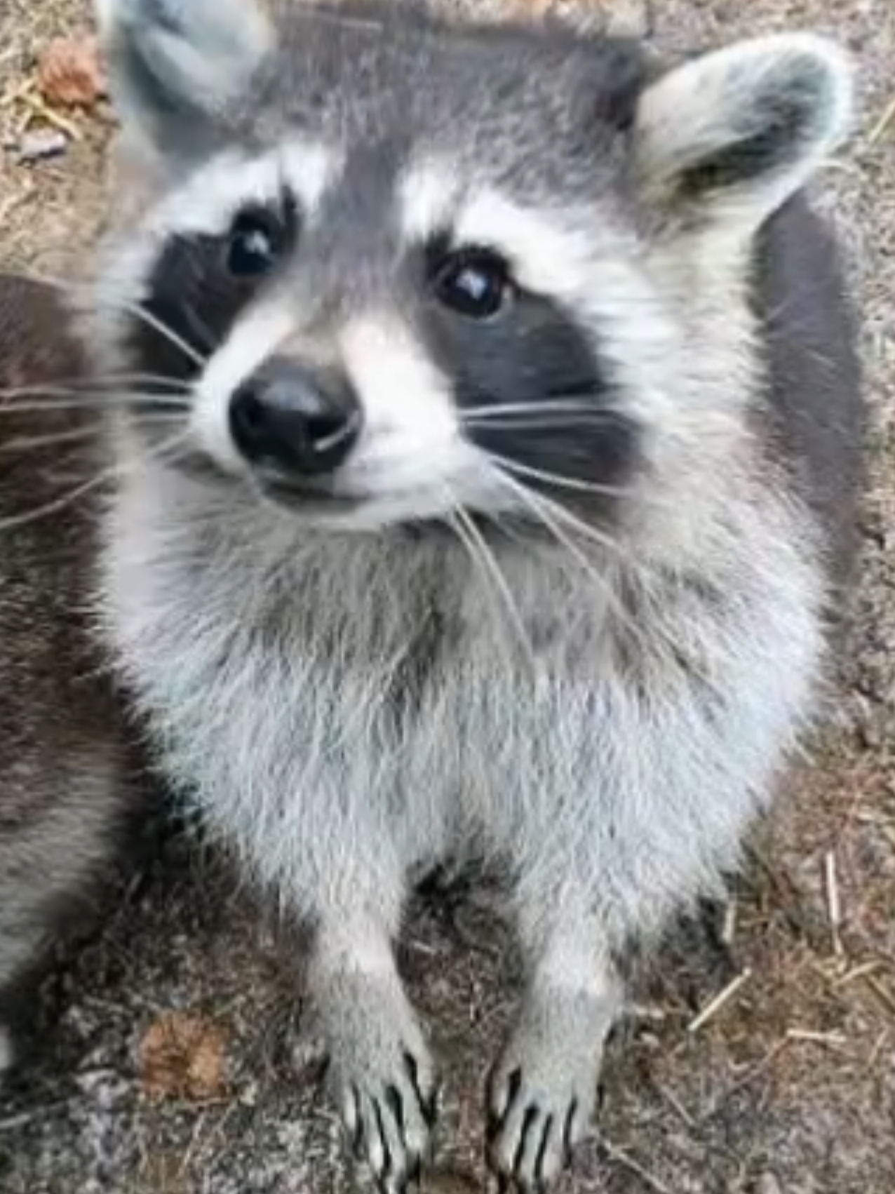 #viral #keinfleimehr #raccoonsoftiktok #raccoon #trendingvideo #like 