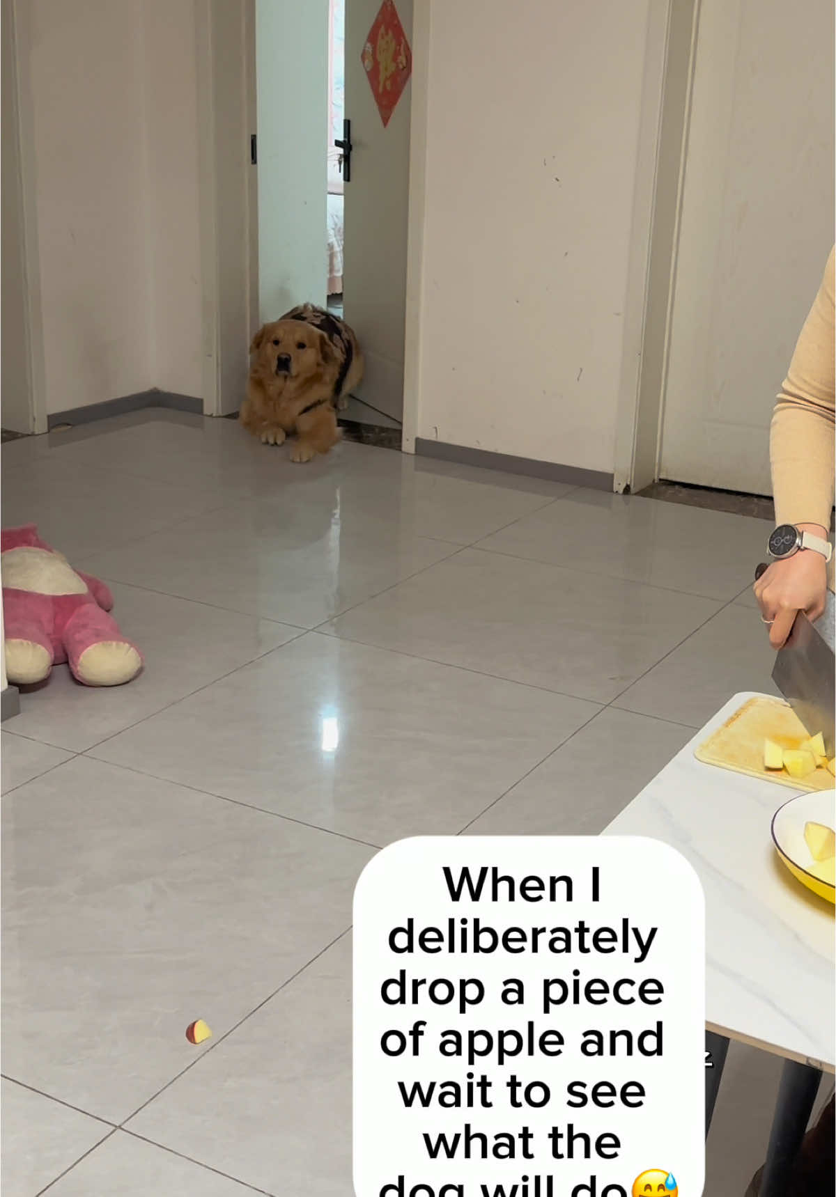 The sly dog  #funnyvideos😂 #dogsoftiktok #doglife #pet #fyp