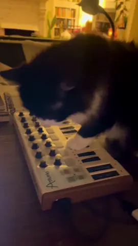 Night music #catwave #catsoftiktok #catsynth #edm #darkwave #fyp #keyboards #cats