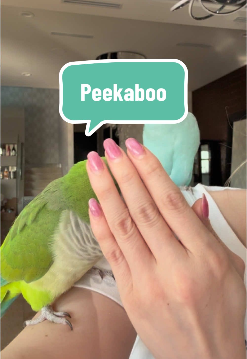 🙈🙊🙉 ✨ #kiwison #Twinkieson #ADayInTheLife #ParrotsOfTikTok #BirdTok #ExoticPets #thelifeofkiwison #TalkingParrots #FunnyParrots #SmartBirds #ParrotLife #PetContent #ViralPets  #kiwiandtwinkie #CuteAnimals #QuakerParrot #RingneckParrot #BirdLovers #BirdMom #BirdDad #AnimalLovers #AdorablePets #ParrotTraining #BirdVideos #birb #cotorrasargentina #birdsoftiktok 