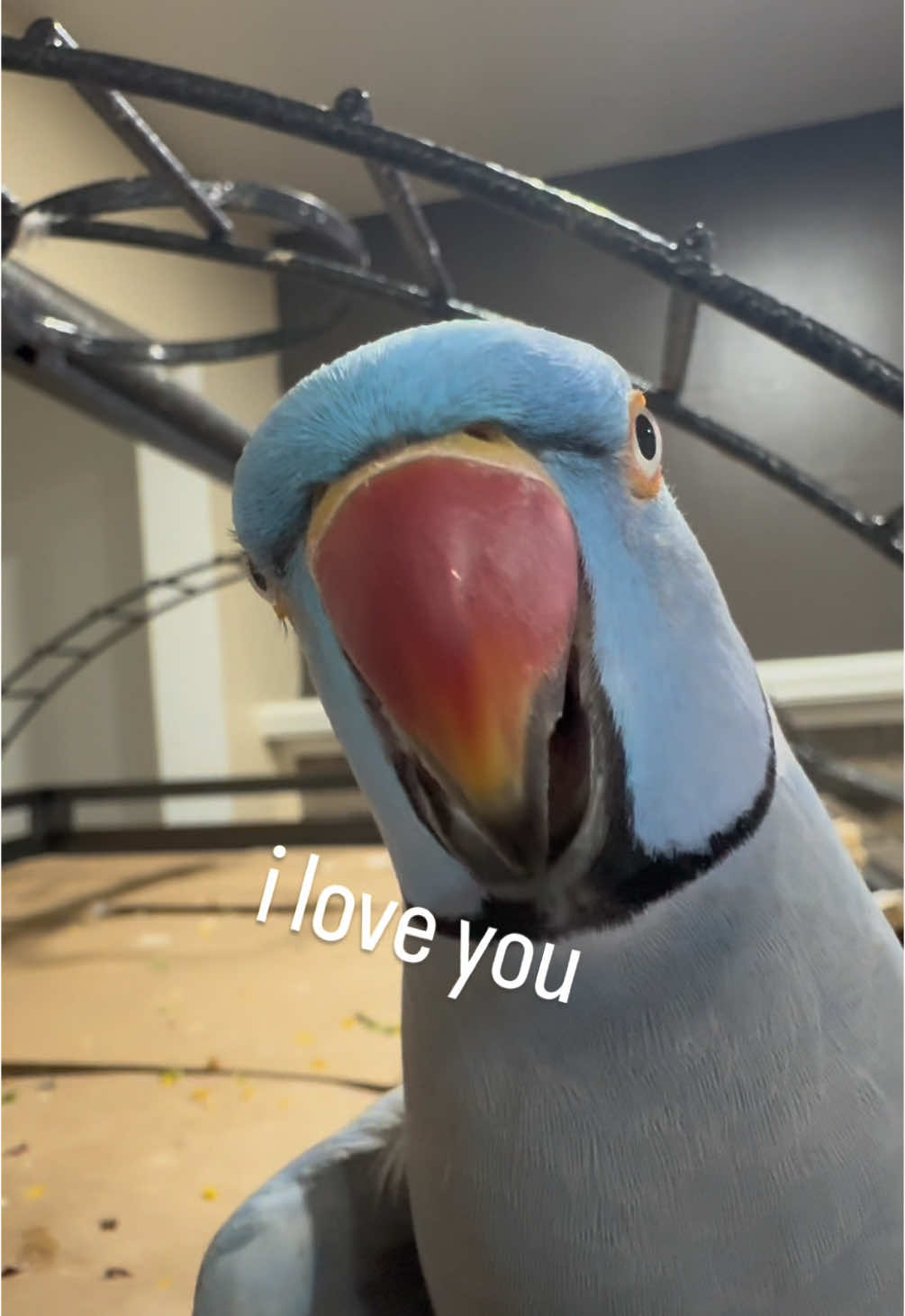 i love you💙 #indianringneck #iloveyou #funnyparrot #fyp 