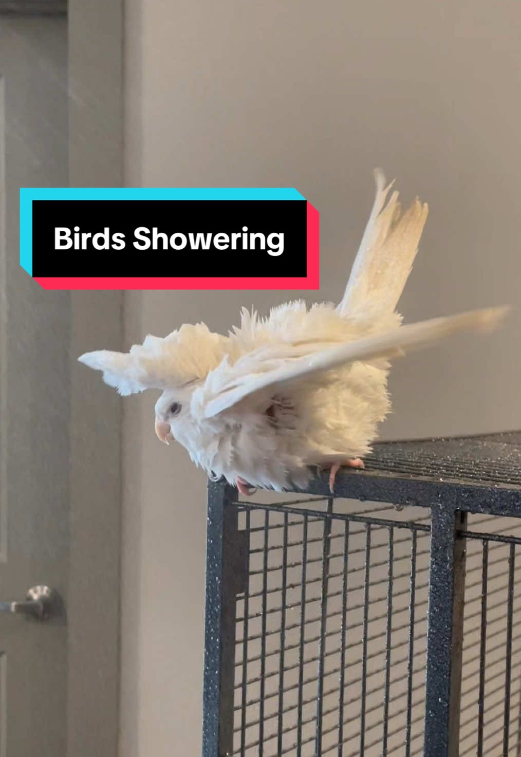 Baby Cockatiel Learning How To Shower #cockatiel #birdsoftiktok #birds #petclub #pikachu #mew #bird #birdlover #babybird #birdtok #PetsOfTikTok #pet #petlover #pets #petlife 