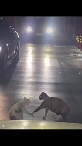 ما تخرسي بقاااااااااا #fyp #tamerhosny @Tamer Hosny 