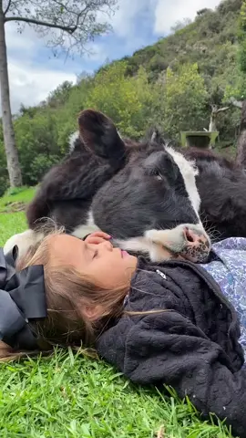 Moo-tiful! ❤️🐮 Pure love and trust in one frame. ❤️ This little girl and her cow bestie are proving that the best friendships don’t need words—just snuggles. 🥰 Who else needs a cuddle like this right now? 😍 📸 Credit to @betzair_perez for capturing this beautiful moment! ➡️ Follow us for more heartwarming animal friendships! 🐾💕 Tag someone who would love to nap with a cow! 😴🐄 #CreatureCops #CowCuddles #UnlikelyFriendships #BestFriends #FarmLife #AnimalLove #PeacefulMoments #CuddleBuddy #WholesomeContent #PureLove #FurryFriends #NatureVibes #AnimalLovers #TooCuteToHandle #Serenity