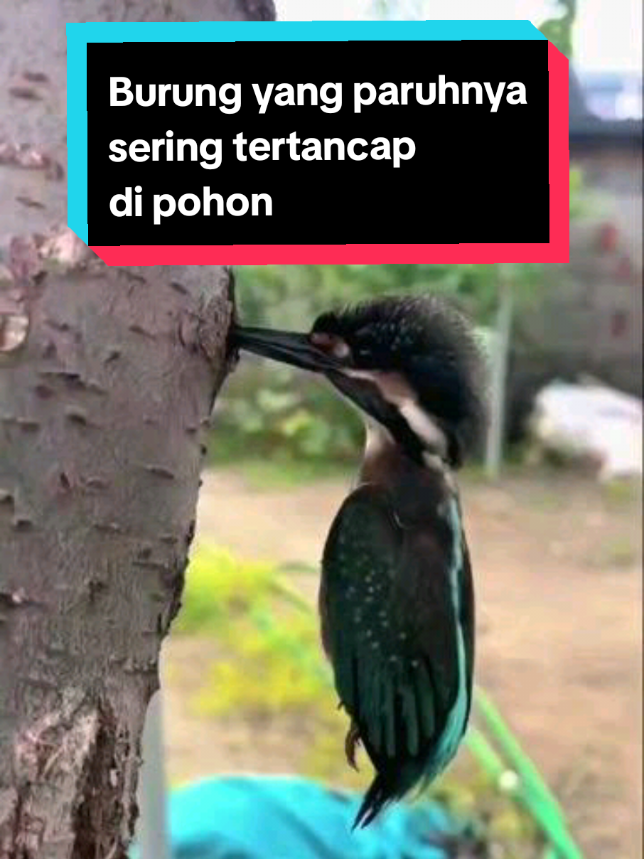 Ini adalah burung yang terjebak dengan paruh tertancap di pohon, burung ini bernama kingfisher atau raja udang dalam bahasa Indonesia. Salah satu keunikan Burung ini adalah kepalanya yang dapat diputar 360 derajat serta teknik berburunya yang handal. #burung #kingfisher #rajaudang #hewan #burungunik #alam #alamliar