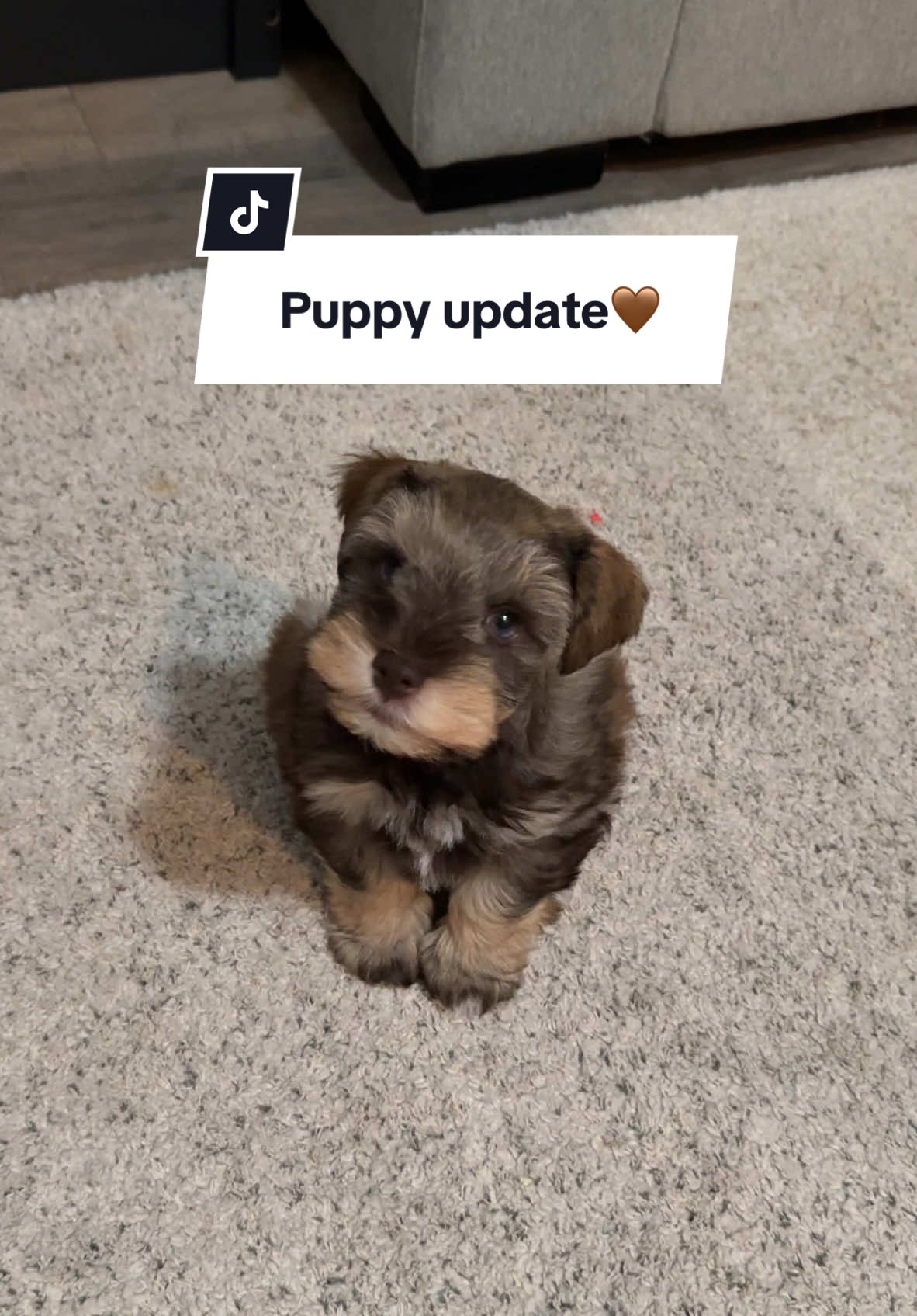 Nyla is his best friend lol. From day ONE he’s been on a schedule. He only goes potty outside, sleeps in his crate every night, eats at certain meal times! etcIt’s been such a success so far I love my smart baby!!!🤎🐾 night one was a lil rough but it’s been smooth sailing after that! #minischnauzer #puppy #newpuppy #puppytraining 