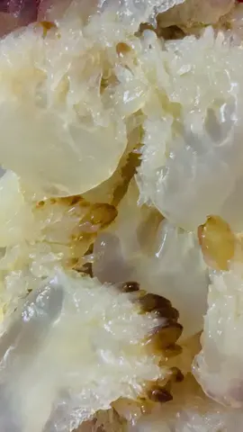 ❤️ sứa chân đảo?ngon zòn sựt sựt....chưa xả mặn..chộn gỏi ăn tuyệt văn vời luôn nạ🥰#sứabiển #sứa🐙 