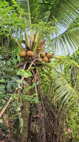 Sickle blade for cutting branches #homesupplies #graden #sickle #pruning 