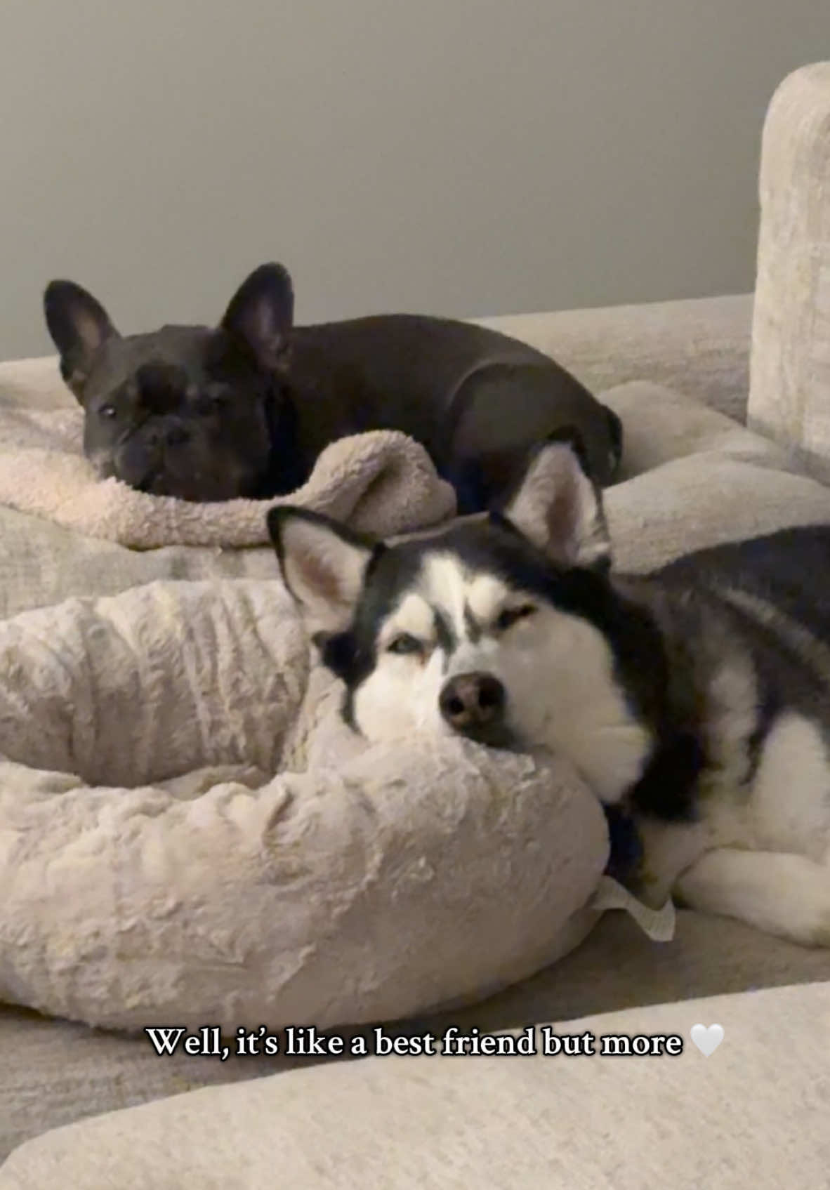 Best friends for a lifetime 🥲 #dogmom #dogs #dogsoftiktok #dogtok #frenchbulldog #husky #huskysoftiktok #frenchiesoftiktok 