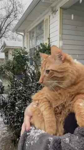 A Cat's First Encounter with Snow #cat #catsoftiktok #catlover #funny #funnyvideos #foryou #fypage #fypツ #funnycat #funnytiktok #cats