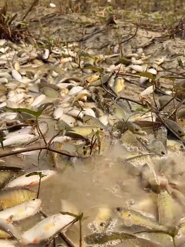 Dapat ribuan ikan betok di sungai yang surut #ikanbetok #ikansungai 