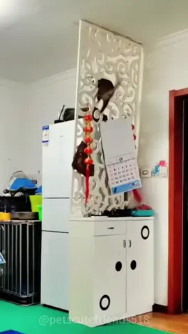 Pet destroyer home 😭#cat #funnyvideo #pet #fyp #foryoupage #funnytiktok #dog #pets 