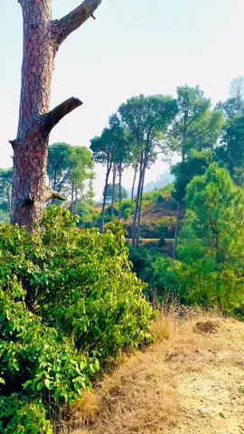#dab #valley #Love #kashmir #duet 
