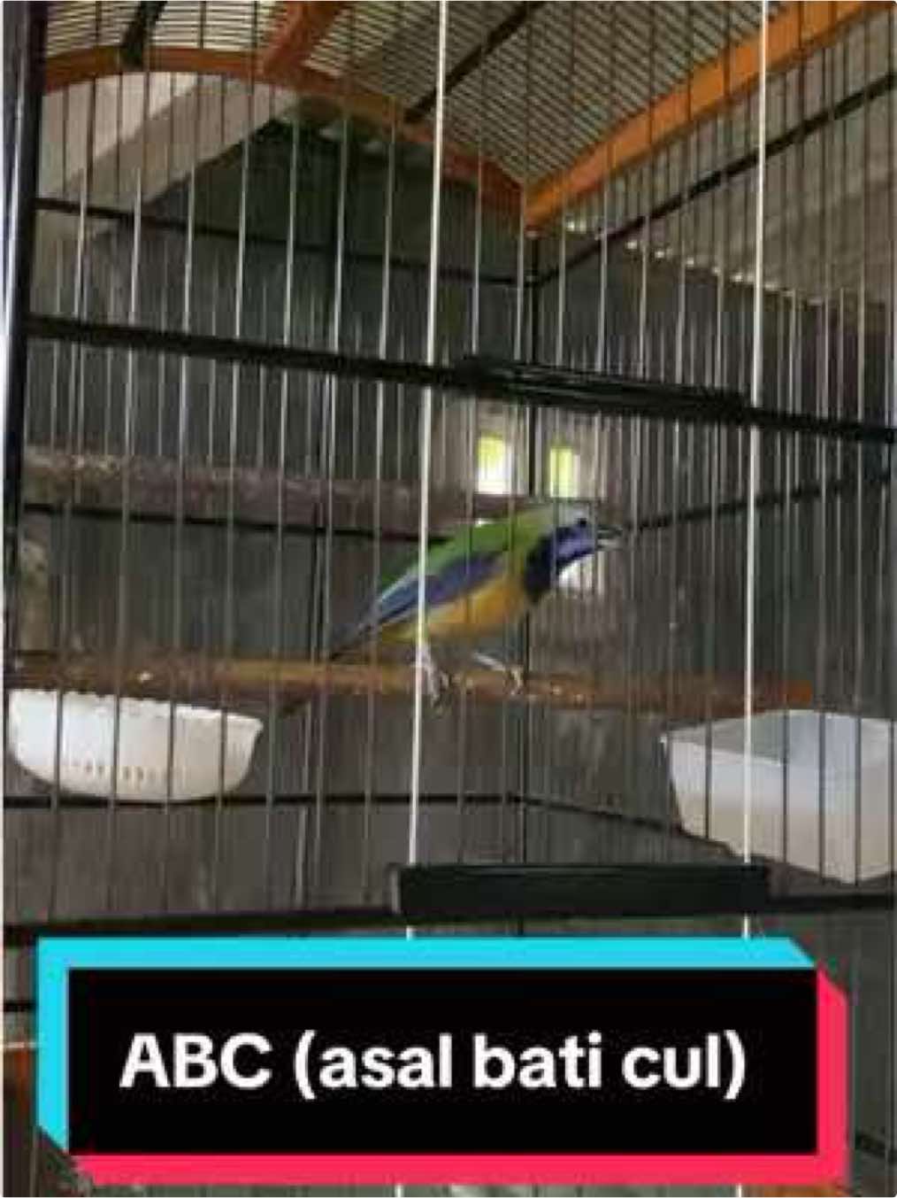 ABC (asal bati cul) #burung #burungkicau #lombaburung #masteranburung #fyppppppppppppppppppppppp #cucakcungkok 