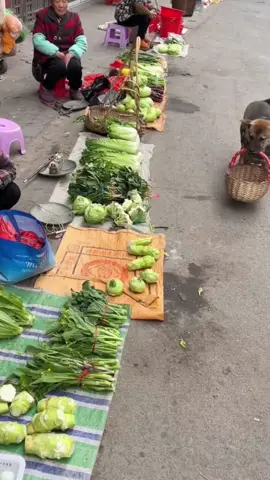 #dog #funnyvideo #xuhuong #fyp #viralvideo 