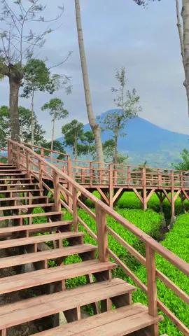 Kebun teh terbaik nih gaes di wonosobo namanya kebun teh panama dengan view bagus dengan banyak spot foto yang bagus bagus kapan nih gais ke sini . #kebunteh #kebuntehtambi #kebuntehpanama ##dieng #wisatadieng #wisatawonosobo #wisatajawatengah #fyp #fyppppppppppppppppppppppp 