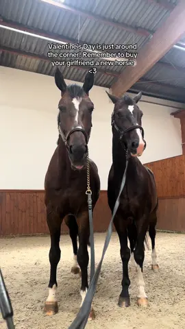 .. or two 🥰 just a friendly reminder! #fy #foryou #equestrian 
