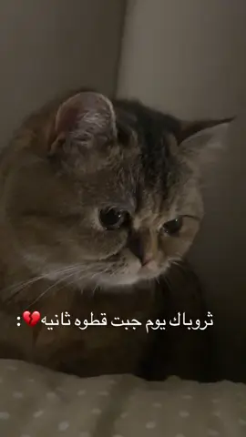 ما تحملت دموعها ورديتها💔💔.#قطط #اكسبلور #Meme 