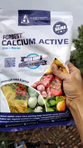 #petanicabai #petanimuda #petanimilenial #petaniindonesia🇮🇩🇮🇩🇮🇩🌿🌿 