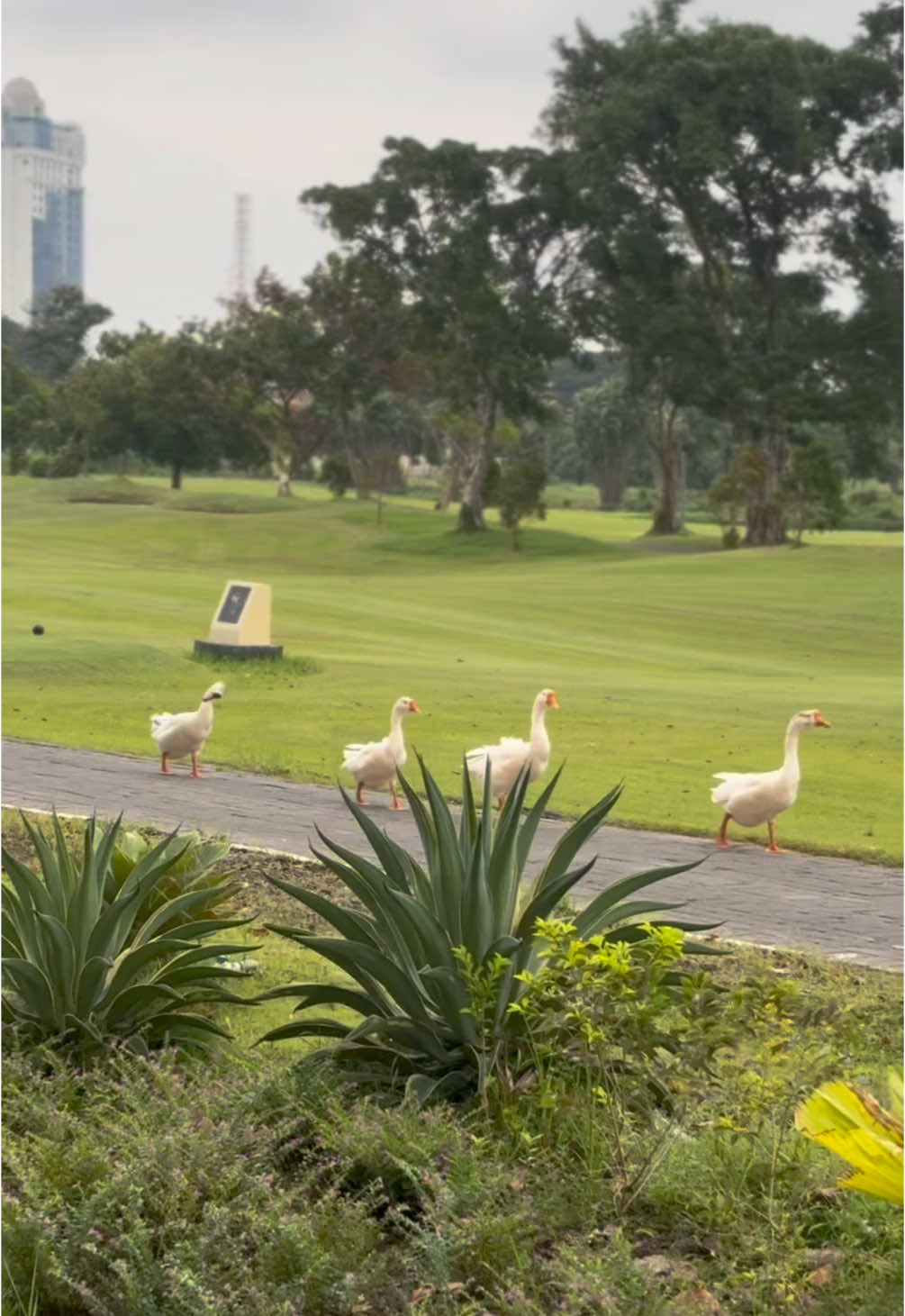 #fairwayninemall #osteriagia #lenmarcmall #baru #leble #golf #jalansore #spotfoto #santai #dateidea #cafesurabaya #finedining #surabaya 