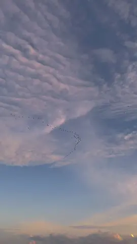 Senja: ketika langit dan burung bertemu dalam keheningan. #fyp #sunset #sunsetvibes #aesthetic #CapCut 