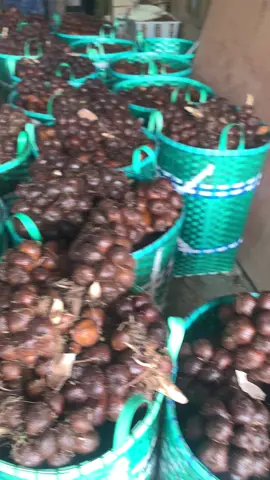 #salakpondoh #masukberandafyp #salakpondohbanjarnegara 