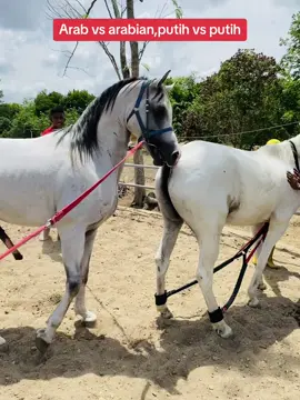 Kombinasi putih#subdepoarabianpark #kudakelantan🐴 #purearabian #kudakelantan #horsebreeds #arabianhorse #kambingmurahmachang #contentcreator #fypシ゚viral #fypシ゚ #kuda #kerajaannegerikelantan #excopertaniankelantan #jabatanpertaniankelantan 