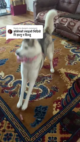 Replying to @durga 🐩🐾🥰