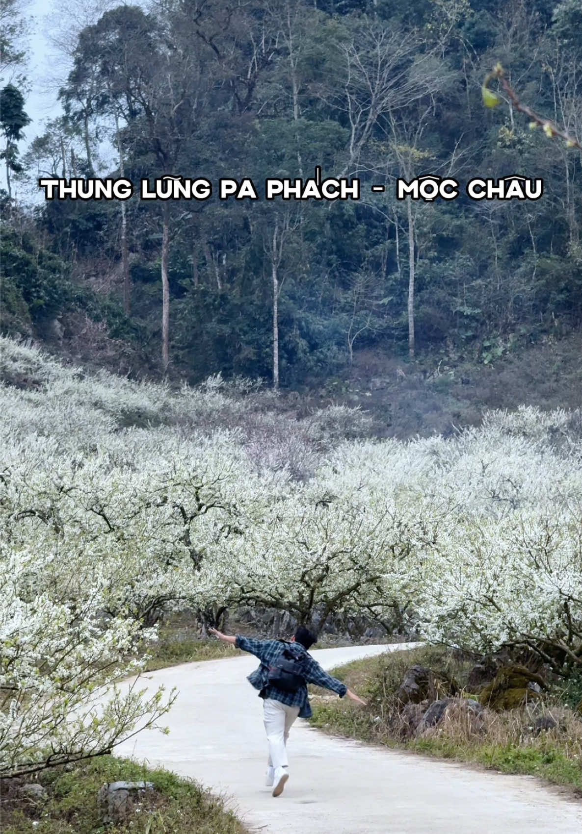Mộc Châu chính thức bước vào mùa hoa mận đẹp nhất trong năm, bên cạnh Nà Ka hay Nu Náu thì Pa Phách cũng đang là một điểm có hoa mận nở cực đẹp nhaaa Hiện Mộc Châu tớ còn tour ghép có thợ ảnh chụp cho mng vào ngày 9-10/2 và 11-12/2, 13-14/2 nha mng ơi, tranh thủ đi chụp hoa không là tàn nhanh lắmmm #mocchau #hoamanmocchau #vuonmanmocchau #paphach #dulichmocchau #reviewmocchau #traveltiktok #vtvcab #nguoingheothichdidulich 