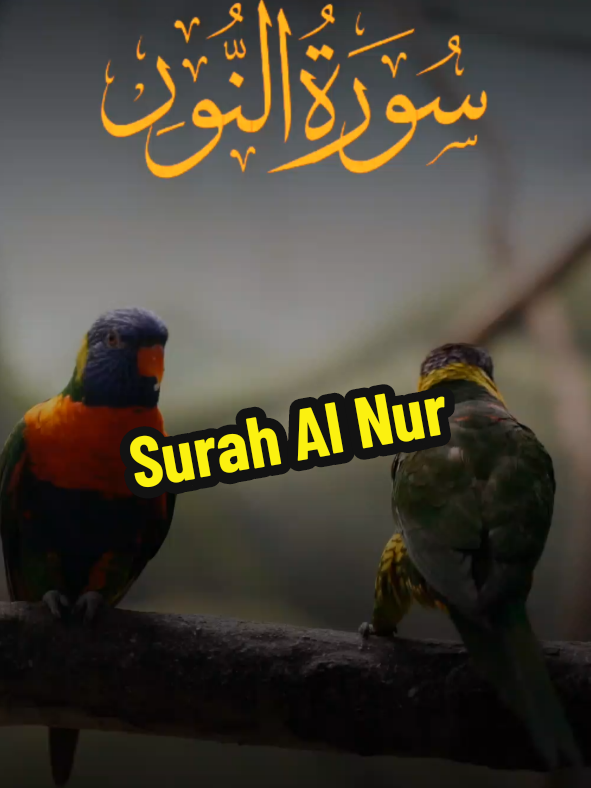 Surah-Al-Nur Tilawat e Quran Pak ♥️ About Muslim Women's  . . . #repost #allah #tilawatequran #islamic_video #translations #viral #islamic #foryou #urdu 