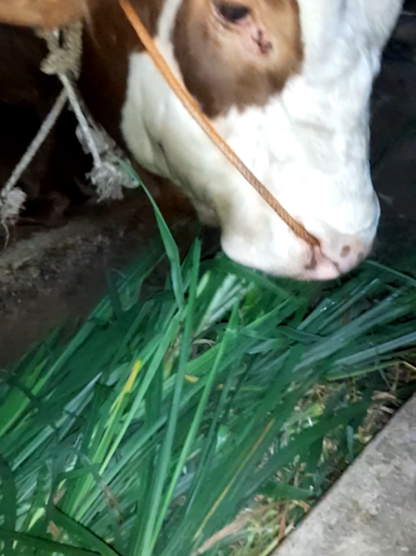 Makan malam sambil pantau mulut #gudangsapiboyolali #simental #tukangngaritindonesia #cow #fyp 