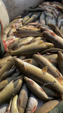 ڕاوە ماسی لە چلەی زستان 🥇😘#راحة_نفسية  aram chamaky 