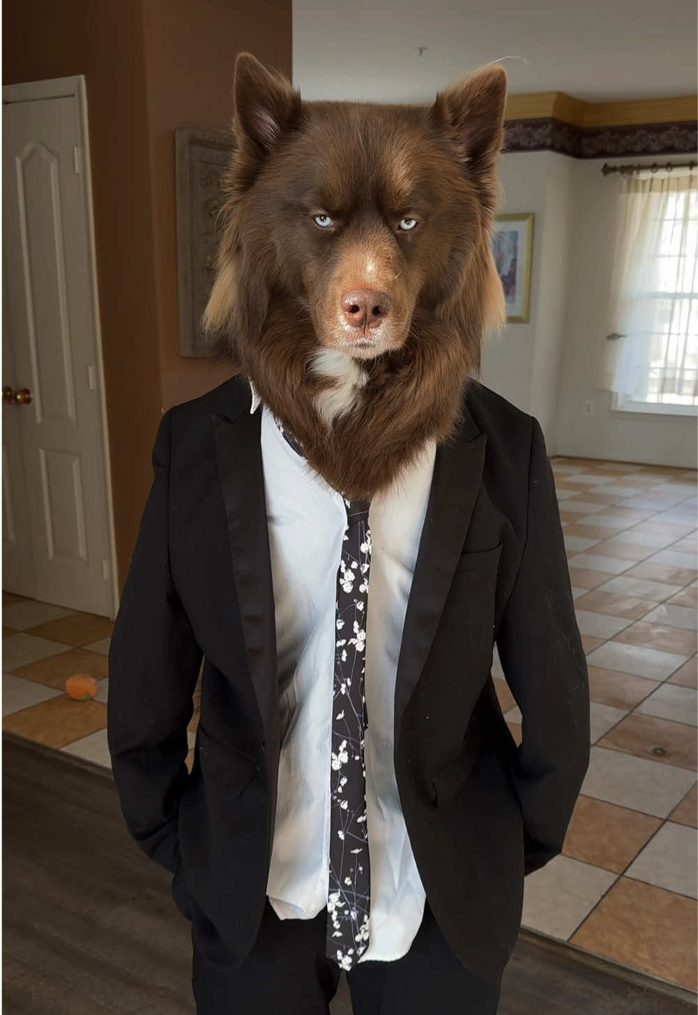 nishiyama daddy #dogsinclothes #doglovers #siberianhusky #dogsinclothes #dogsoftiktokviral #husky 