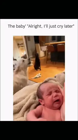 Funny and cute dogs compilation 🤣 🐕 #funnydog #funnypet #cutedog #dogoftiktok #doglover #dog 