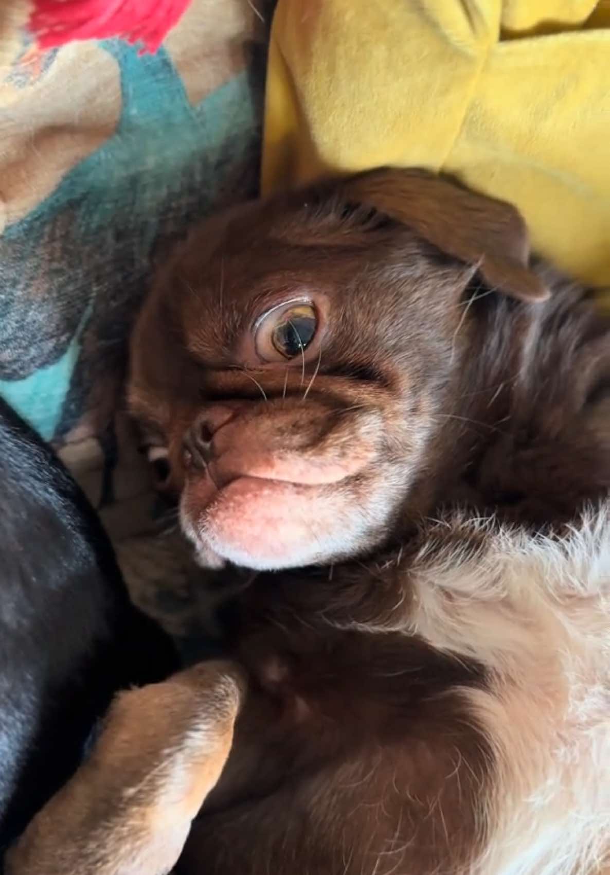 #dog #dogsforyoupage #funnydogs #dogtrending 
