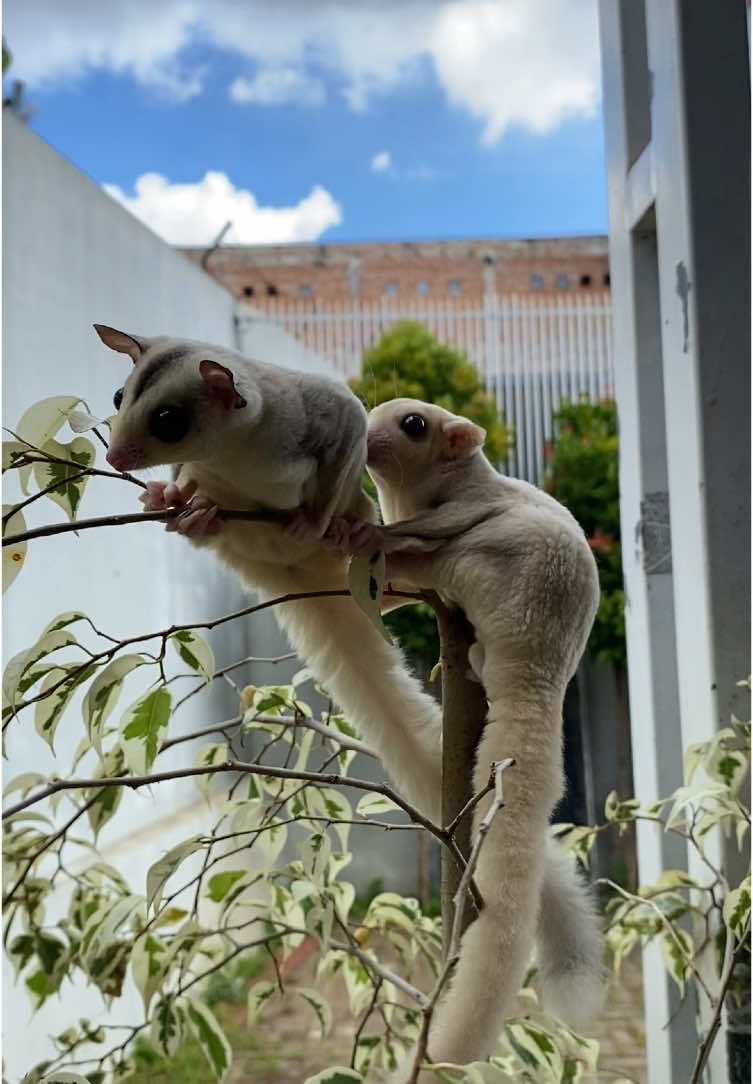 main” di pohon! #fyp #fypツ #sugarglider #joey #glider #sugargliderindonesia #sugarglidersoftiktok #breeding #bonding #pet #sg #anabul #joeyy 