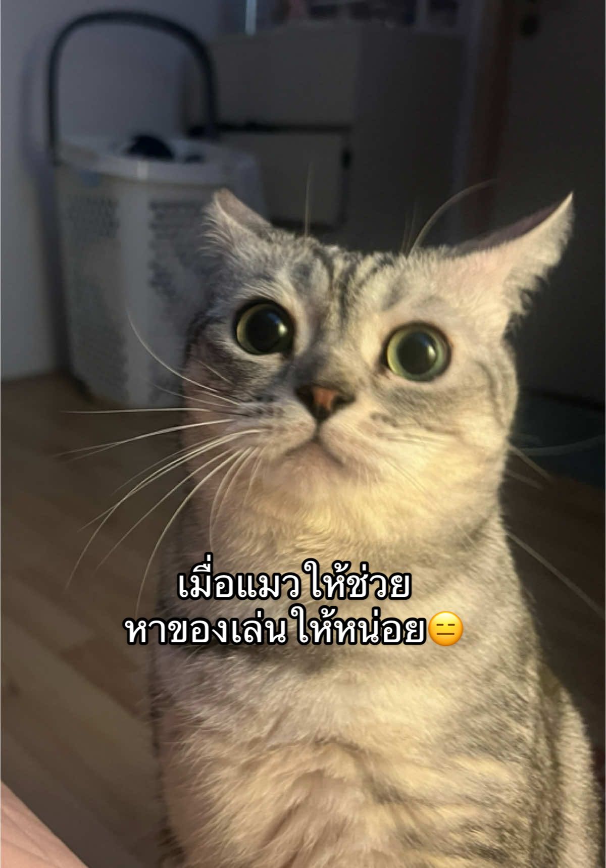 เป็นงูคงฉกตายไปแล้ว อย่าว่าแต่จับหนูเลย จับจิ้งจกยังไม่เจอ🙄 #ทาสแมว 