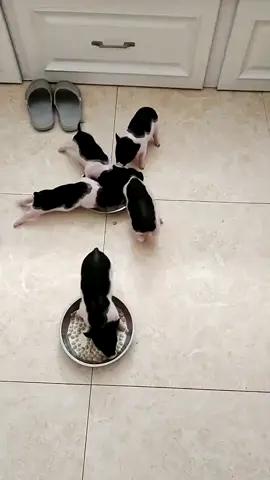 Teacup pig  #piggy #minipig #pigsoftiktok #cutepig #pigs 