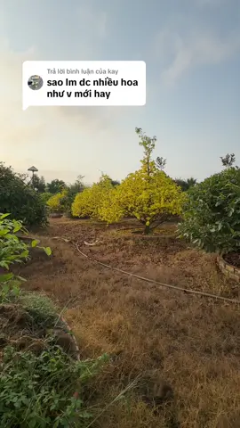 Trả lời @kay mùng 7 mà còn vàng quá nở kiểu này được không bác #maivangdaithang #maivangdaithangdaian #maitet2025 