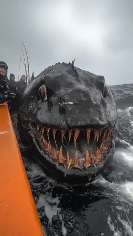 giant monster fish caught #giant #prehistoric #sea #scary #horror #creature 