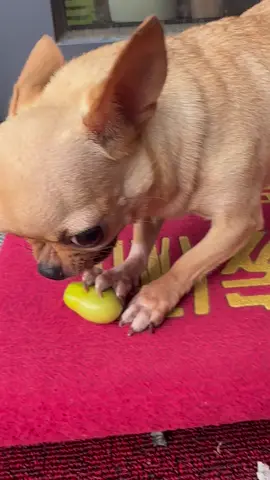 Angry chihuahua with engine sound #usa_tiktok #dogsoftiktok #funnyvideos #funnymoments #funnymoments #pet 